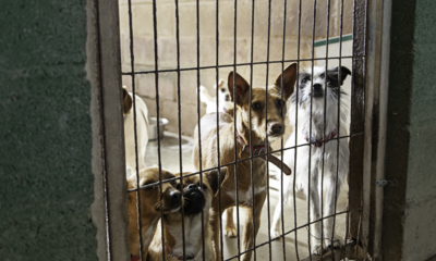 honden in het asiel