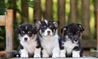 Waarom genieten puppy's jonger dan 6 maanden niet dezelfde bescherming als honden? | Nieuw-Vlaamse Alliantie (N-VA)