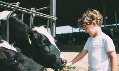 Jongen voedert koe gras