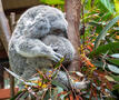 slapende koala